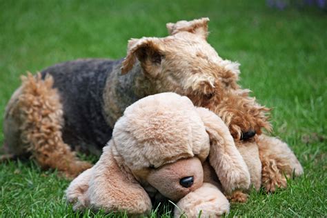 Dog With Plush Toy Free Stock Photo - Public Domain Pictures