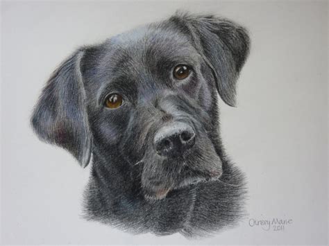 a drawing of a black dog's face is shown in color pencil on paper