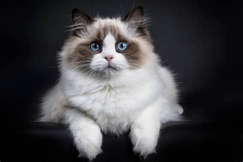 Ragdoll Cat: History, Appearance and Temperament - Cat-World