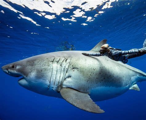 Deep Blue. The majestic and biggest Great White Shark known today. : r/natureismetal