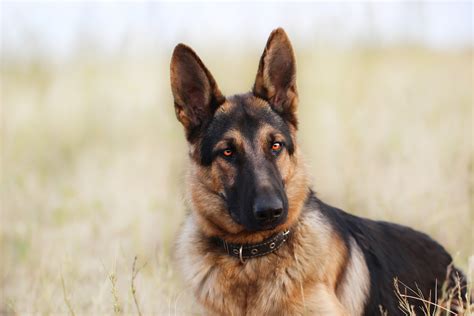 Download Dog Animal German Shepherd HD Wallpaper
