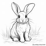 Hop Into Creativity With Bunny Rabbit Coloring Pages sketch template