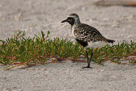 Bird of the week: black-bellied plover | Your Observer