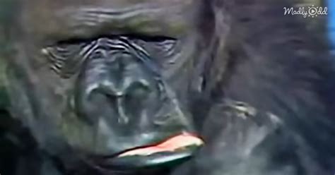 Koko the Gorilla Grieving Over Her Kitten Friend Is Heartbreaking and ...