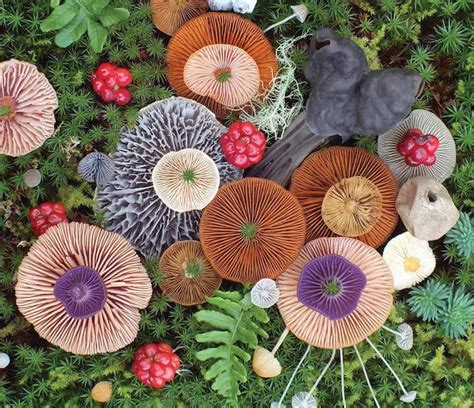 Mushrooms Star in Unexpectedly Colorful Nature Photography Series