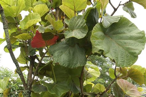 Coccoloba pubescens | Paisagismo