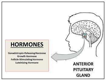 Hormonal Changes in Men: Puberty Through Maturity | Study.com