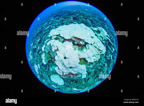 Climate change, coral bleaching, Pacific Ocean Stock Photo - Alamy