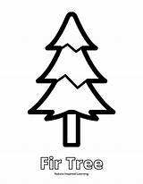 21  Pine Tree Coloring Page LouisaRonnie sketch template