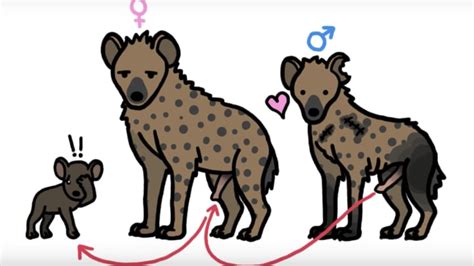 Why Do Female Spotted Hyenas Give Birth Through Their Pseudo-Penises? | Mental Floss