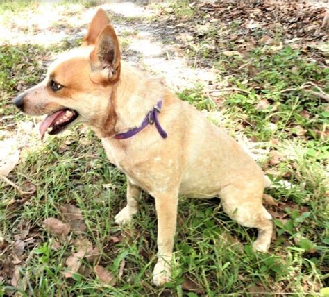 Cattle dog Tilly needs a loving family to call her own – Bundaberg Now