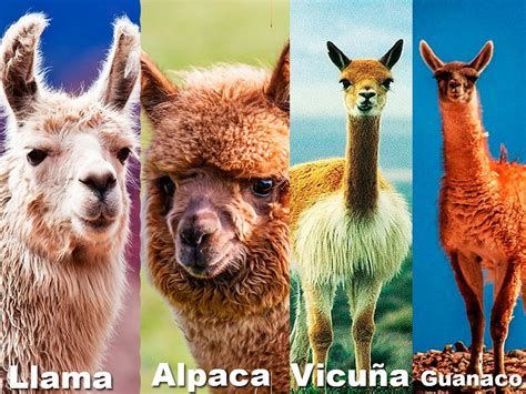 Difference Between Alpacas And Llamas