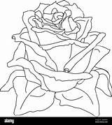 Vector rose Flower clip art coloring Book Page Stock Image & Art  sketch template