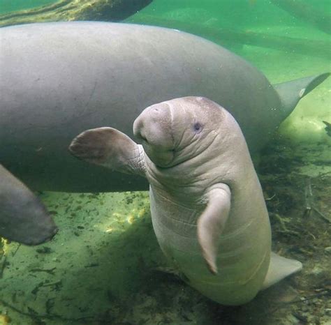 1345 best Manatee images on Pholder | Nature Is Fucking Lit ...