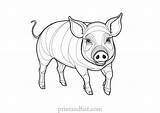 Fun And Free Pig Coloring Page For Kids  Printable Sheet sketch template