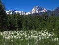 Photos of Glacier National Park Wildflowers - Glacier Park Photo Gallery