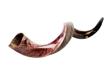 Yemenite Kudu Half-Polished Horn Shofar by Barsheshet – Ribak