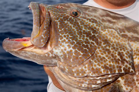 Black Grouper Fishing in the Florida Keys