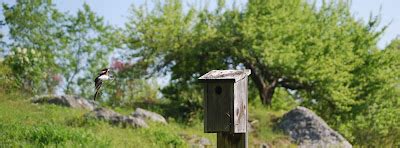 Flower Hill Farm: Tree Swallows Nesting In South Field