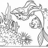 Ariel Flounder And Sebastian Coloring Pages Sketch Page sketch template