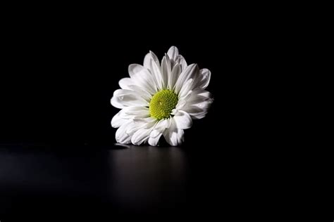 Discover more than 56 black wallpaper with white flowers latest - in ...