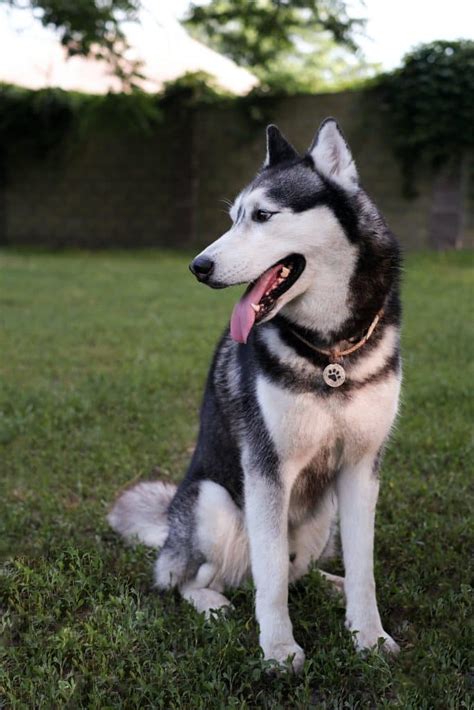 Shar-Pei Husky Mix: A Complete Mix Profile With Pictures