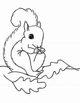 Squirrel Coloring Pages For Kids Printable sketch template