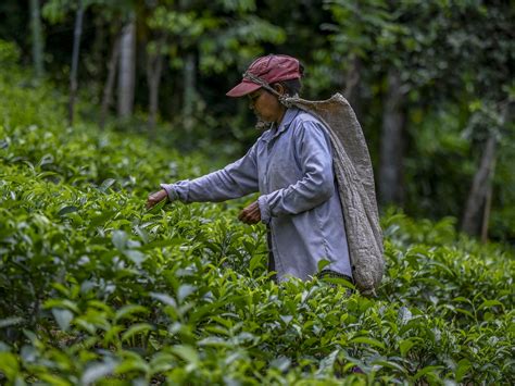 Sri Lanka reverses organic farming drive as tea suffers | Agriculture News | Al Jazeera