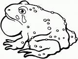 Free Printable Toad Coloring Pages For Kids  Animal coloring sketch template