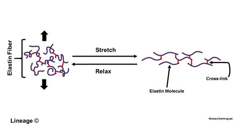 Elastin - USMLE Strike