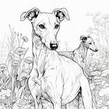 Greyhound Dog Colouring In Sheet 1  Etsy sketch template