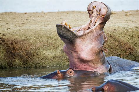 Hippo Yawning Photograph by Fran Gallogly - Fine Art America