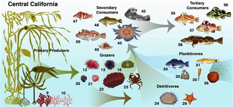 Kelp forests from Bering to Baja « Rodrigo Beas