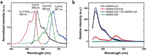 Cy3 and Cy5 as labeling dyes for fluorescence sensing. a) Normalized PL... | Download Scientific ...