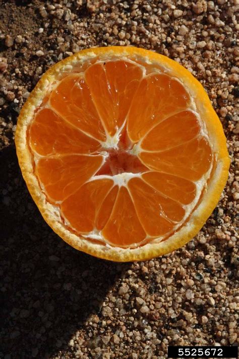Selma (Citrus reticulata cv. Selma)
