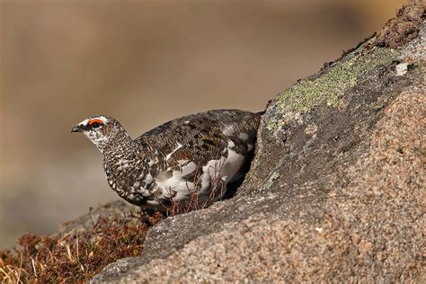 How to Find and Photograph Ptarmigan | Nature TTL