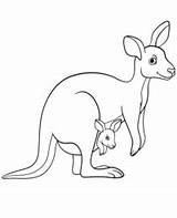 Coloring Page Of kangaroo With A baby  Topcoloringpagesnet sketch template