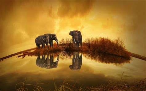 3840x2400 Resolution Elephants Wildlife River Thailand UHD 4K 3840x2400 ...