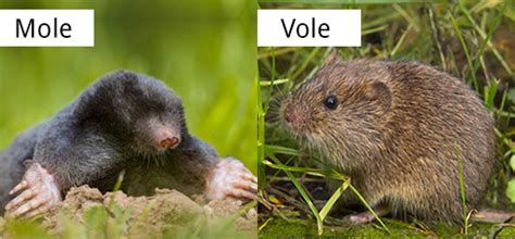 What is Invading Your Lawn? Moles or Voles and Why It Matters! | A&A Lawn Care & Landscaping