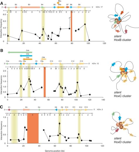 Chromatin looping is a conserved feature of transcriptionally silent... | Download Scientific ...