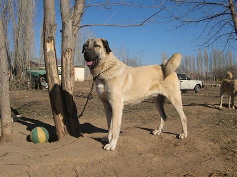 Kangal Wallpapers - Wallpaper Cave