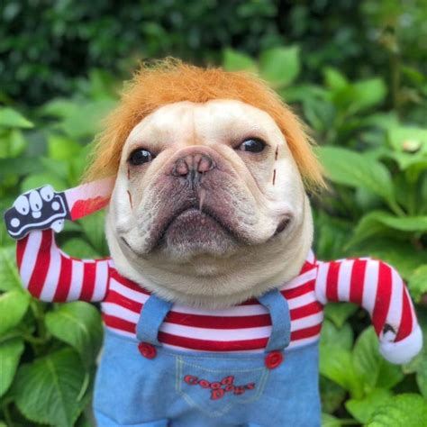 30 Super Cute Halloween Costumes for French Bulldogs - Hey, Djangles.