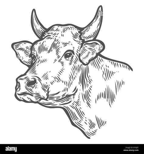 Cattle Head Drawing