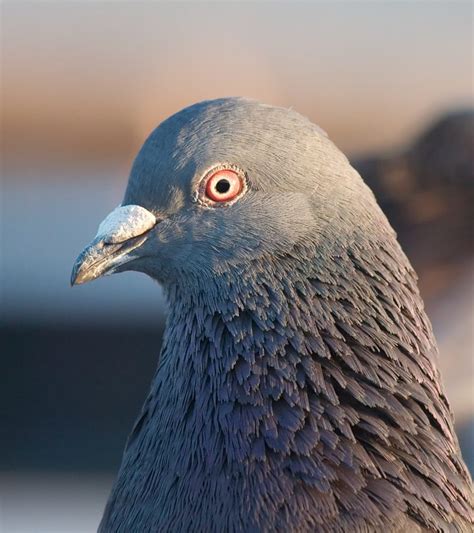 The Natural Flying Mated Method- part II | Winning Pigeon Racing and Racing Pigeons Strategies ...