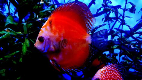 Discus Fish 4K HD Wallpapers