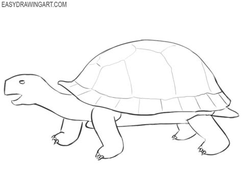 How to Draw a Tortoise - Easy Drawing Art