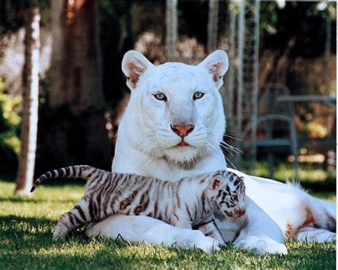 Leon y bebe ligre | Albino animals, Beautiful cats, Animals beautiful