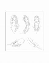 Feather Coloring Pages – Printable FREE sketch template
