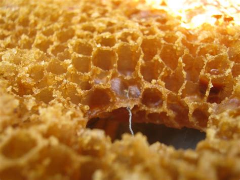 Free Images : honey, pattern, pollen, dish, meal, food, produce, breakfast, material ...