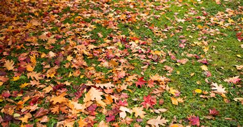 Landscape Maintenance: Managing Fall Leaves - The Edge from the National Association of ...